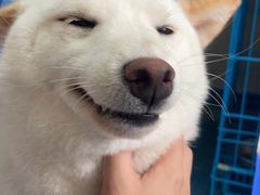 -创凡宠物医院·骨专科  猫科中心(西乡分院)