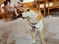 -柴务处·柴犬主题狗咖