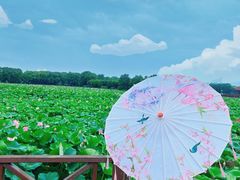 -荷塘月色湿地公园·向阳花洲