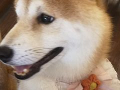 -豆柴町-柴犬主题狗咖(红鼎国际C座店)