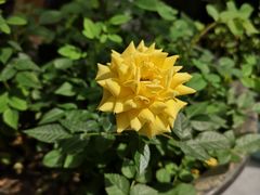 -苹果树下艺术餐厅(通州店)