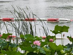 -金鸡湖桃花岛