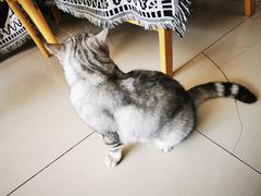 -平行世界·猫咖(首经贸店)