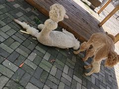 -长白岛森林公园