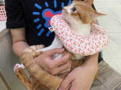 -萌兽医馆·宠物医院·猫骨科(创景店)