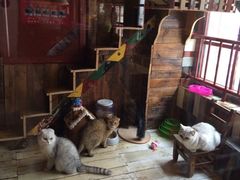 -壹六猫窝(谷德店)