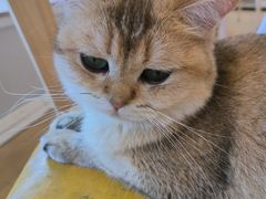 -Let's go狗咖·猫咖·奶狗·桌游(春熙路IFS店)