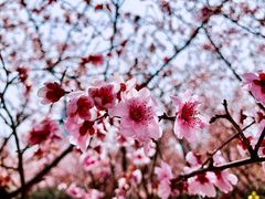 -白塘生态植物园