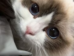 -中农大我爱我爱24h动物医院·中医针灸·猫专科·骨科医疗中心(双井店)