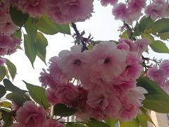 -北京师范大学附属中学