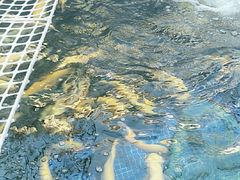 -北京龙庆四季香农家饭庄·灶台鱼·碳烤虹鳟鱼(龙庆峡店)