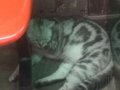 -猫咪博物馆(顶澳仔猫街店)