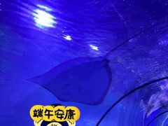 -重庆欢乐海底世界