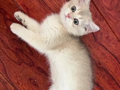 -欣宠猫屋·矮脚拿破仑·蓝金金渐层