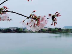 -羊山湖公园