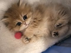 -momokira米努特·德文卷毛猫·棉花面纱犬