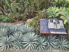 -深圳仙湖植物园