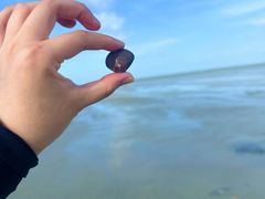 -红树林天天赶海