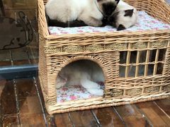 -有猫主题·治愈系猫咖(曾厝垵店)