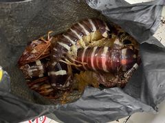 -仙本那小型鱼市