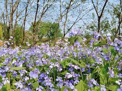 -盘龙城国家考古遗址公园