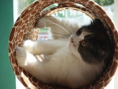 -飞行喵MR PILOT|猫舍·猫咖(静安大融城店)
