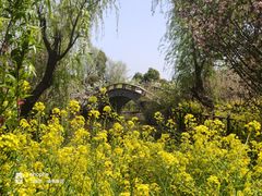-南汇桃花村