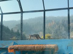 -青藏高原野生动物园