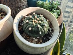 -龙大花卉苗木市场