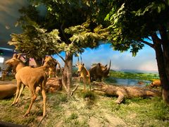 -国家自然博物馆