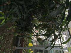 iphone_upload_pic-上海多利农业发展有限公司