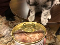 -共舞时光猫咖·狗咖(新街口店)