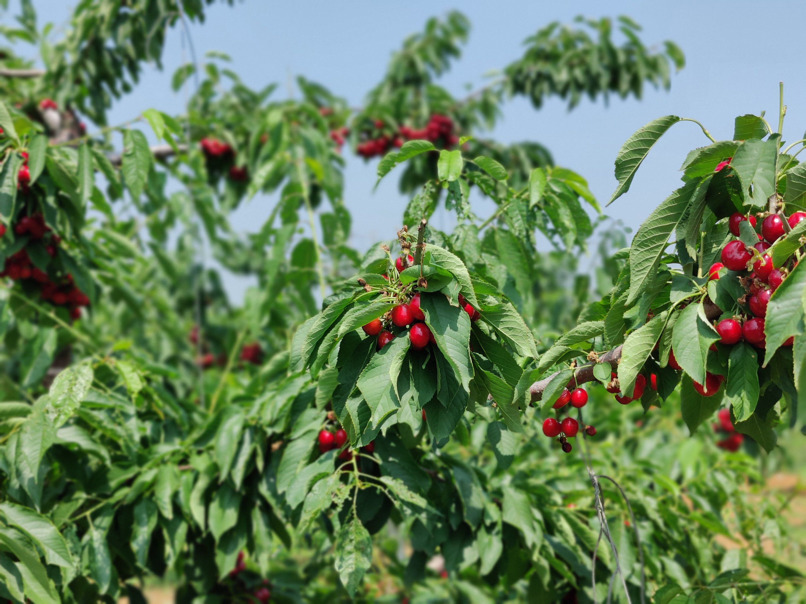 天天领红包 成片成片的樱桃树