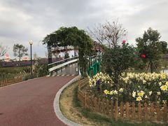-荷兰花海