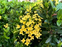 -新加坡植物园