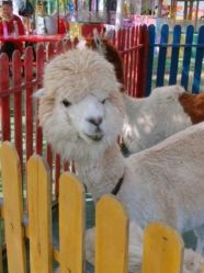 -萌宠亲子动物乐园(槐房万达店)