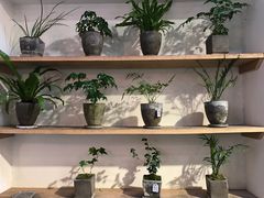 -植觉