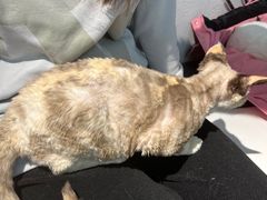 -琪喵猫屋·撸猫猫咖·猫舍