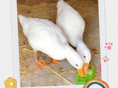 -前小桔亲子创意农场·草莓采摘·露营烧烤