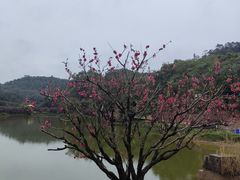 -南国桃园旅游度假区