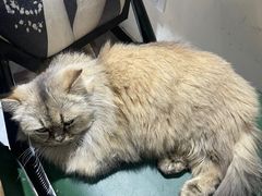 -猫小院猫主题餐厅(南锣旗舰店)