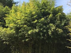 -南诏风情岛