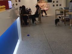 -绒爪撸猫下午茶·猫咖