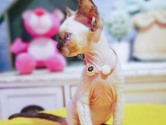-十年猫舍·猫咪专门店(普陀店)