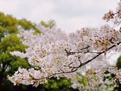 -武汉大学-樱园