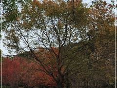 -东湖落雁景区