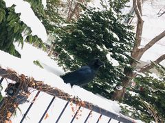 -北海道厅旧本厅舍(旧本庁舎)