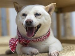 -柴迷FANS CLUB·柴犬狗咖·猫咖