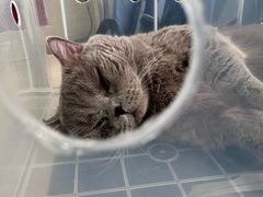-瑞派天使宠物医院·神经外科·骨科·核磁CT(洛川中路店)