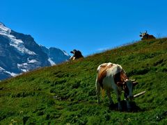-Wengen Mannlichen Aerial Cableway